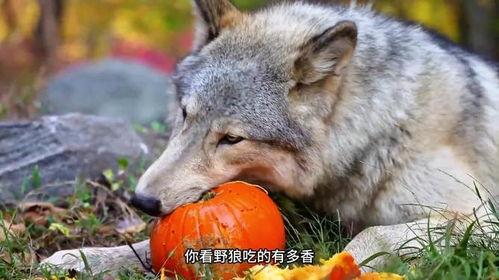 官狼2018吃瓜,揭秘娱乐圈的“吃瓜”风云