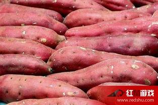 产妇可以吃土瓜不