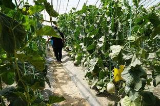 兰考吃瓜视频,揭秘当地特色美食背后的故事