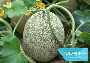 吃哈密瓜容易拉