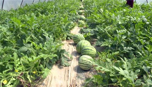 西平最近吃瓜事件,揭秘近期热门吃瓜事件背后的真相