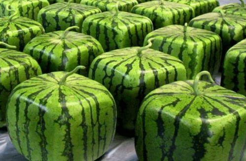 各种最全吃瓜合集,盘点娱乐圈、网红圈、社会热点，一网打尽！