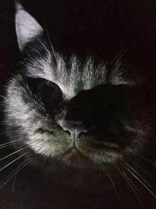 人类给小猫吃瓜