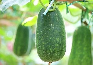 吃瓜五个视频大全,揭秘娱乐圈幕后故事