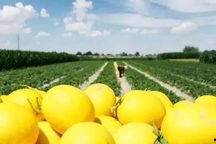 吃瓜群众吃民勤蜜瓜了,吃瓜群众的新宠，甜蜜滋味尽享其中