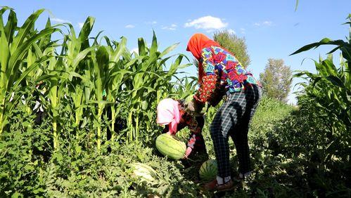 农民在田里吃瓜,农民的夏日美味时光