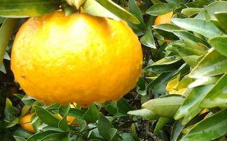 橘子在这吃瓜,瓜也甜了——探寻美食与生活的和谐共鸣