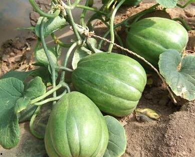 老吃瓜人了,揭秘娱乐圈幕后真相