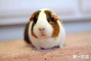 豚鼠吃茭瓜,茭瓜的独特魅力