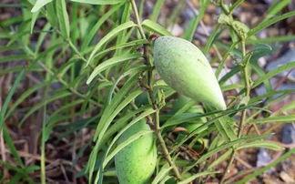 飘瓜瓢子怎么吃,夏日清新美食的多样吃法探索