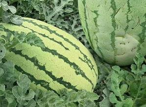 晒干的扶手瓜怎样吃,晒干扶手瓜的多重美味烹饪法