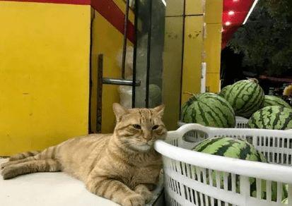 谭竹胖猫吃瓜,瓜界新宠，吃瓜达人风采展示