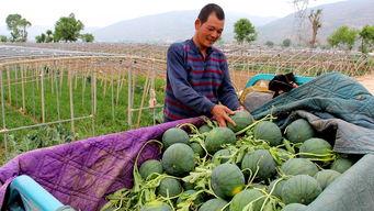 中埠镇吃瓜,瓜香四溢，品味夏日田园风情
