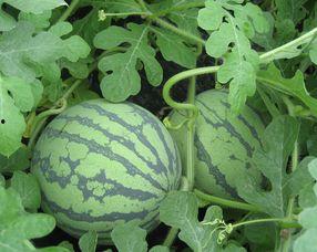 孕妇可以吃蜜露瓜吗