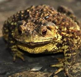 瓜弟弟吃癞蛤蟆,与癞蛤蟆的意外邂逅