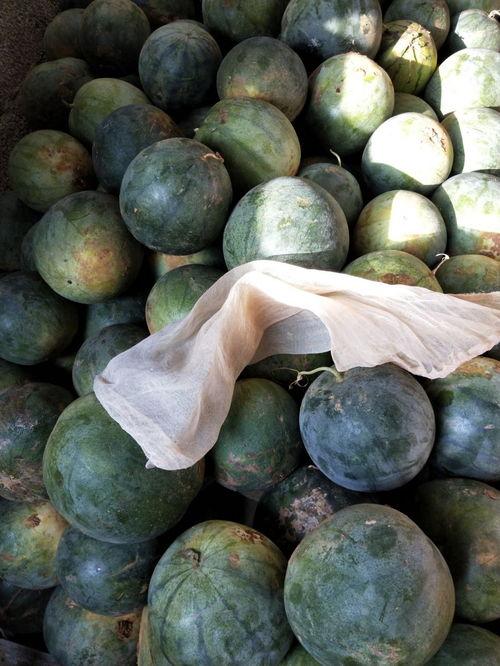 吃皮的瓜是什么瓜,探寻美味与营养的完美结合