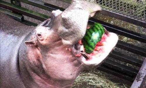 河马吃瓜流口水,趣味瞬间捕捉生态和谐