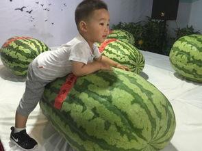 株洲最新吃瓜事件,揭秘网络热议背后的真相