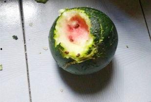 捏普吃瓜,揭秘娱乐圈幕后故事