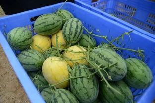 有没有什么免费吃瓜群