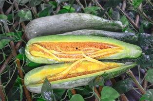 云南怒江网红吃瓜,揭秘当地特色美食背后的故事