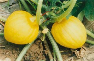 瓜栗可以吃吗,美味可口的天然零食探索